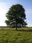 220px-Ash_Tree_-_geograph.org.uk_-_590710.jpeg